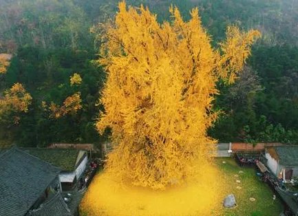 西安千年银杏古树到底有多少年的历史 这颗古树到底是谁种下的