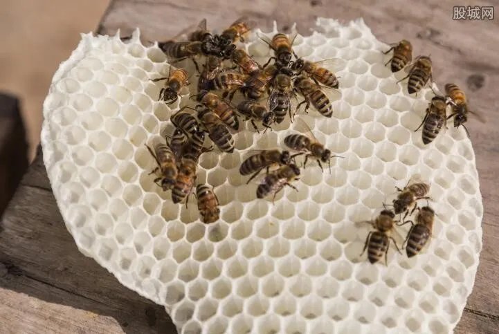 兄弟驯蜂年入百万 蜜蜂养殖有多值钱？