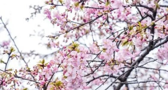 2019顾村樱花节什么时候 2019顾村公园樱花节门票多少