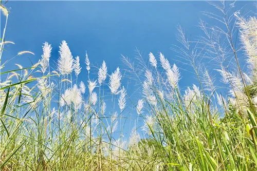 660多种外来物种入侵中国,会影响我国生态环境吗?