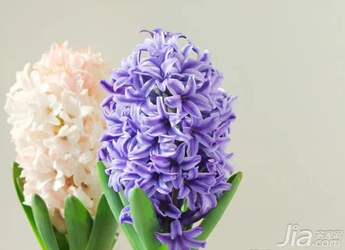 水色风信子花语 水色风信子图片欣赏