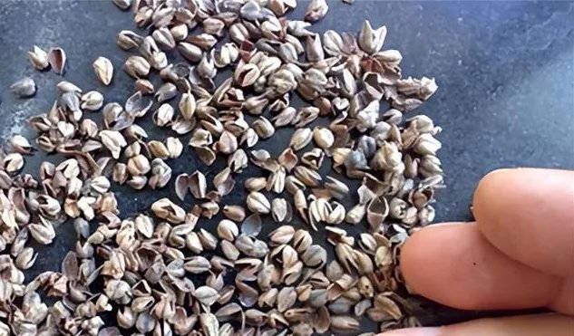 女子耳朵痛痒难耐 拆开枕头一看密密麻麻全是虫