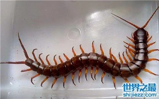 波多黎各巨人蜈蚣，人类面前很温顺不会主动攻击 