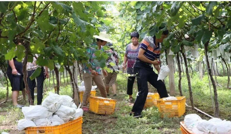 果农滥用催熟药剂导致了什么结果？