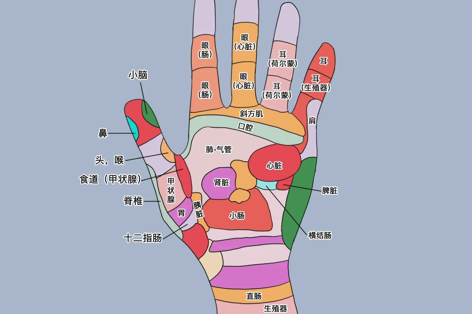 女性手掌的反射区图