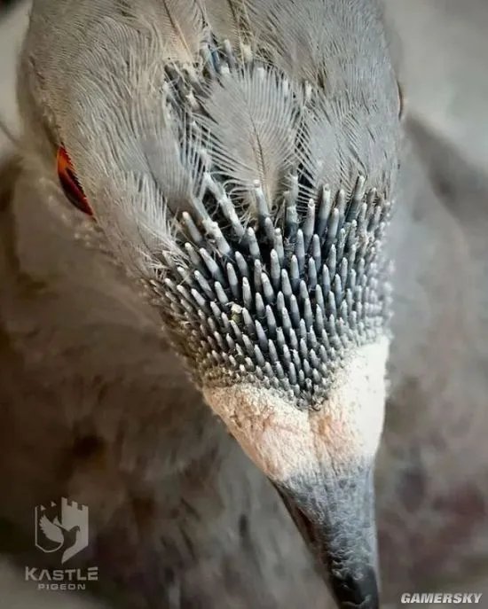 这组图可以测试 你是不是真的有密集恐惧症