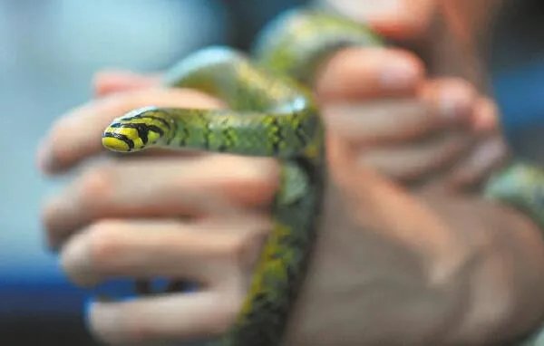 世界上最美的蛇横斑锦蛇，中国特有（至今不超过30条） 