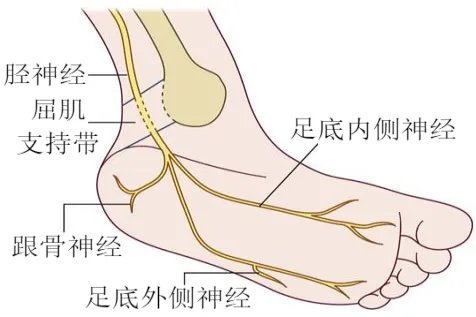 脚部结构图