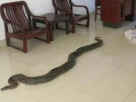 蛇进家门不能打的真相竟是这样(图)