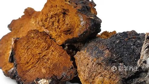 桦褐孔菌的功效与作用