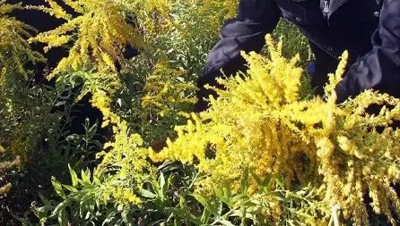 武汉围剿“一枝黄花”，这种外来物种的危害有多大？