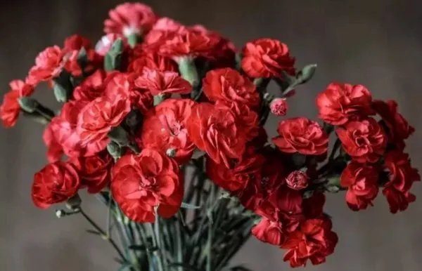 康乃馨图片红色