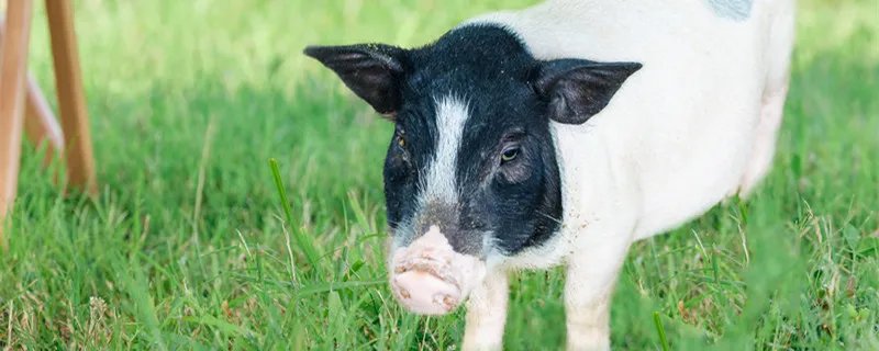 六畜是指什么 六畜指的是哪六畜