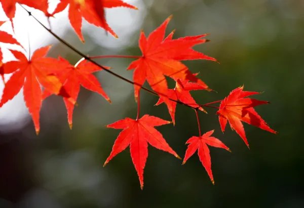 枫叶的拼音是什么