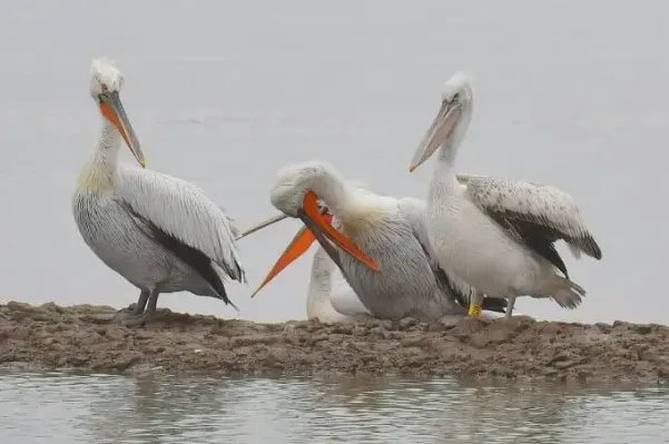 世界上最大的10种鸟,第一是非洲鸵鸟,第五是空中霸主