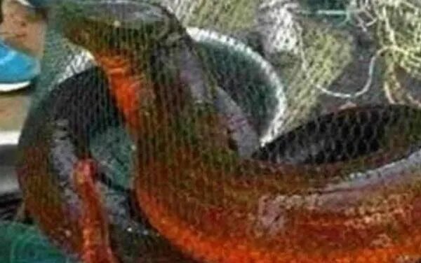 世界上最美的蛇横斑锦蛇,中国特有(至今不超过30条)