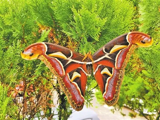 云南保山惊现蛇纹巨型飞蛾，这是种什么样的动物？