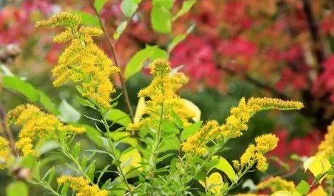 武汉围剿“一枝黄花”，这种外来物种的危害有多大？