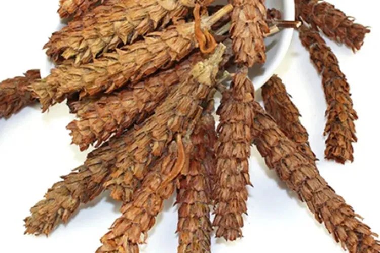 夏枯草图片大全大图