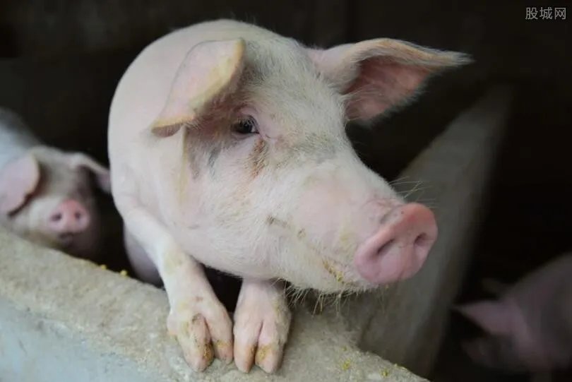 生猪价格连跌不止 今日猪肉多少钱一斤