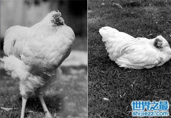 无头鸡存活一周，相当于现在的脑叶切除手术 