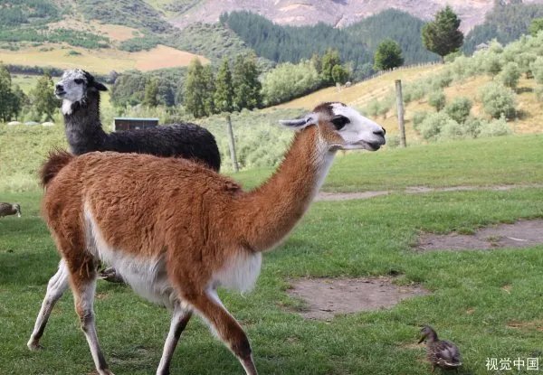 蒙古国正式启动3万只羊的捐赠程序，捐羊的流程是什么？