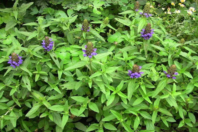 夏枯草图片大全大图