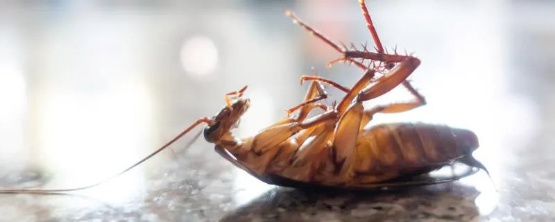 为什么平时打蟑螂很难打中