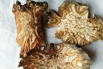 飞天蜘蛛草药的功效与作用