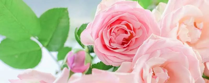 妇女节送什么花