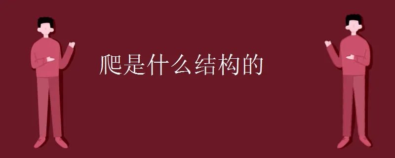 爬是什么结构的