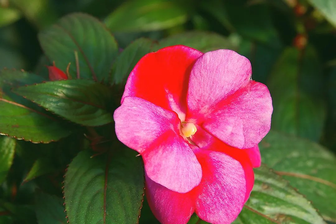 指甲花的功效与作用