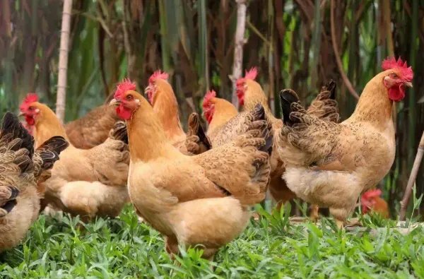 净几明窗是什么意思生肖