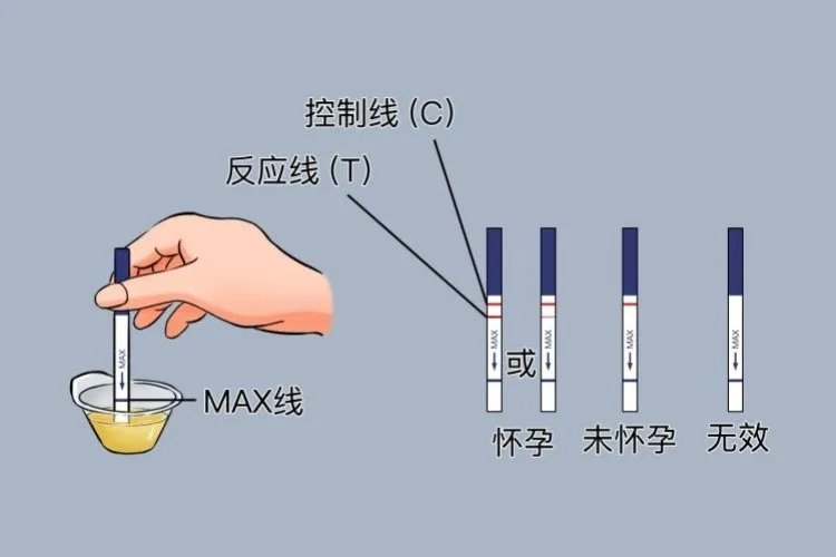 测孕纸怎么看怀孕图解