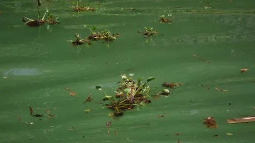 660多种外来物种入侵中国,会影响我国生态环境吗?