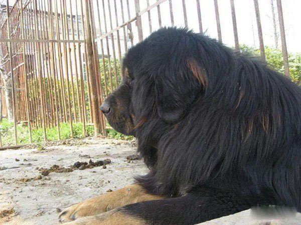 藏獒咬死主人的真相是什么 咬主人是因为什么