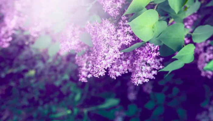 芭蕉不展丁香结丁香空结雨中愁的意思