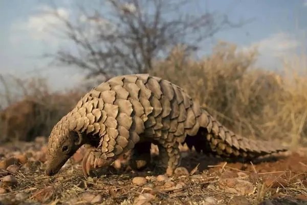 穿山甲从药典中除名，被关在笼子里的穿山甲多可怜？