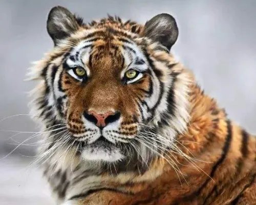 小兴安岭首次找到东北虎吃熊证据,具体是什么?