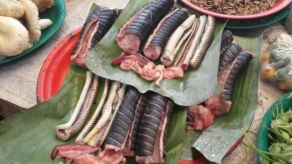 蛇黄是什么中药的别名