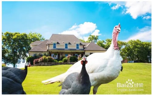 中国人感恩节攻略