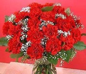 康乃馨图片红色