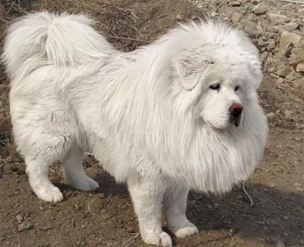 藏獒咬死主人的真相是什么 咬主人是因为什么