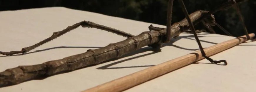 云南普洱现巨型竹节虫长什么样?