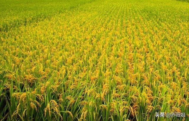 三农指的是什么,什么是三农?