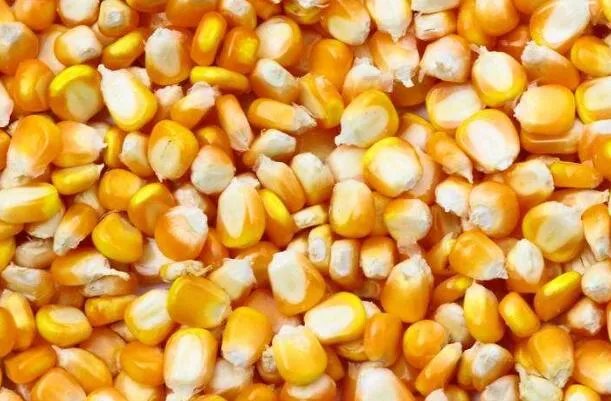 十宗罪玉米男孩事件 皮肤里长虫子让人恶心密恐慎入