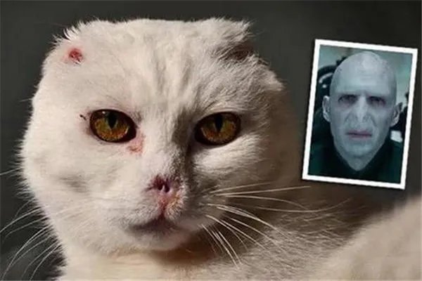 伏地魔猫是什么猫咪：患有皮肤病的猫（外表像伏地魔）