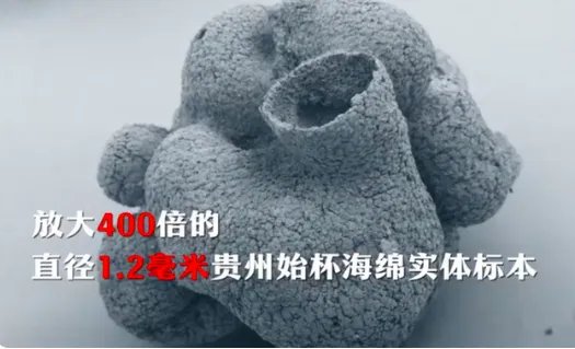 贵州发现6亿岁海绵宝宝？