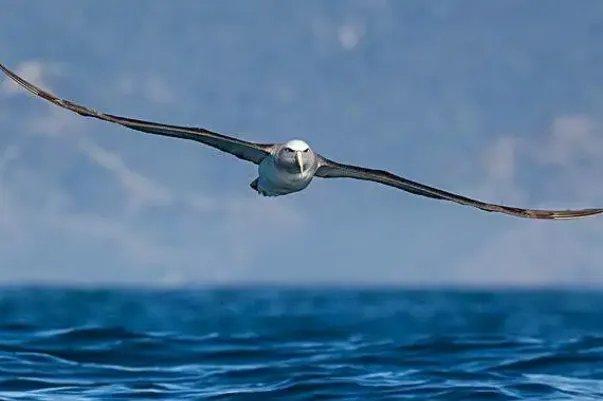 世界上最大的10种鸟,第一是非洲鸵鸟,第五是空中霸主