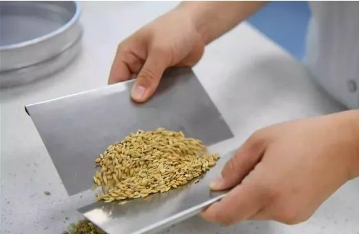 中储粮回应储备粮出现质量问题